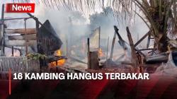 Api Lahap Rumah dan Lapak Hewan Kurban di Cakung, 16 Ekor Kambing Hangus Terbakar