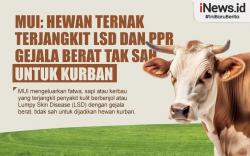 Infografis Fatwa MUI Soal Hewan Ternak untuk Kurban