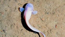 5 Spesies Hewan yang Baru Ditemukan, Menguak Keajaiban Alam Semesta