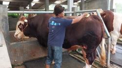 Raja, Sapi Raksasa Milik Peternak Subang Dipilih Presiden Jokowi untuk Kurban Idul Adha