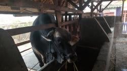 Kesehatan Sapi Kurban Presiden Jokowi dari Peternak di Cisarua KBB Diseleksi Ketat<