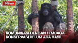 Hidup Sendiri di KBS! Pencarian Pasangan Idi Simpanse Jantan Usia 50 Tahun Masih Nihil