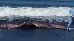 Hius Paus Terdampar di Pantai Yeh Kuning Jembrana Akhirnya Mati