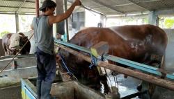  Ini Cara Peternak di Semarang Jaga Kesehatan Hewan Kurban Tetap Sehat dan Layak Konsumsi 