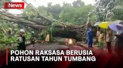 Hujan Disertai Angin Kencang, Pohon Raksasa Berusia Ratusan Tahun Tumbang di Bogor