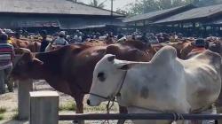 Harga Sapi di Banjarnegara Naik Drastis Jelang Idul Adha 