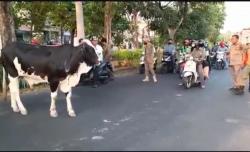 Heboh, Sapi di Surabaya Lepas ke Jalan Raya hingga Bikin Lalu Lintas Macet 