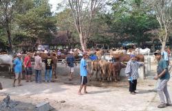 Jelang Idul Adha, Transaksi Penjualan di Pasar Hewan Ambarketawang Tembus Rp2 Miliar 