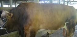 Sapi Kurban Ukuran Jumbo Ini Laris Manis Dipesan Pejabat dan Pengusaha, 50 Ekor Terjual 
