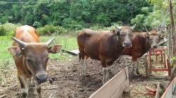 Populasi Sapi di Kolaka Utara 4.165 Ekor, Dijual Rp10-Rp18 Juta untuk Kurban