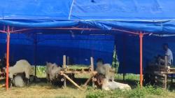 Daftar Harga Sapi dan Kambing Kurban Jelang Idul Adha 2023