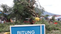 Pohon Beringin Tumbang di Pelabuhan ASDP Ternate, Timpa Truk Lagi Parkir