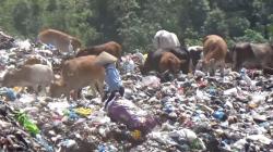 Dilepas ke TPA Agar Irit Biaya Pakan, Sapi di Padang Makan Sampah