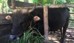 Jokowi Kurban Sapi Limosin Bobot 750 Kg di Pulau Serasan Natuna