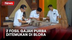 2 Fosil Gajah Purba Usia 300.000 Tahun Ditemukan di Blora