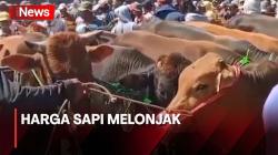 Jelang Iduladha, Harga Sapi Alami Lonjakan di Sampang Madura