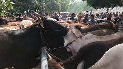 Harga Sapi Kurban di Pekalongan Terus Naik Sepekan Jelang Idul Adha