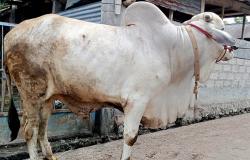 2 Sapi Sleman Terpilih Jadi Hewan Kurban Presiden Jokowi, Bupati: Peternak Milenial Bangkit