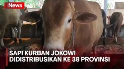 Iduladha 2023, Presiden Jokowi Kurban Sapi ke 38 Provinsi di Indonesia