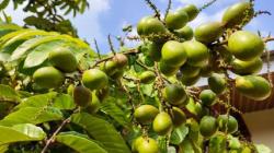 5 Buah Khas Papua, Nomor 3 Jadi yang Terbesar di Dunia <