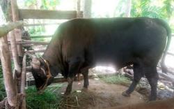 Cerita Peternak di Natuna Senang Sapi Miliknya Dibeli Jokowi untuk Hewan Kurban<