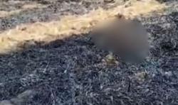 Tragis, Petani di Malang Tewas Terbakar di Ladang Tebu 