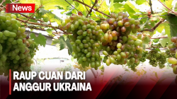 Pemuda di Cilegon Raup Cuan Rp10 Juta per Bulan dari Budi Daya Anggur Asal Ukraina