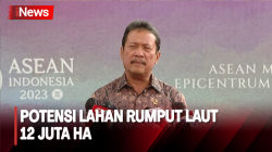 Pemerintah Dorong Pengembangan Hilirisasi Rumput Laut, Punya Potensi Lahan 12 Juta Ha
