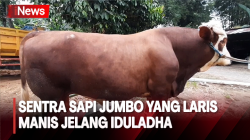  Sentra Sapi Jumbo di Purbalingga, Tempat Pejabat dan Pengusaha Memesan Sapi Kurban