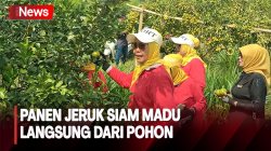 Seru! Panen Buah Jeruk Siam Madu Langsung Petik dari Pohon 