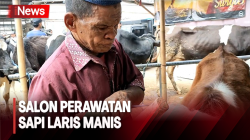 Jelang Hari Raya Iduladha, Salon Perawatan Sapi Laris Manis