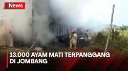 Kandang Ayam Terbakar, 13.000 Ayam Mati Terpanggang di Jombang