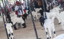 Kontes Kambing Etawa di Klaten Tingkatkan Ekonomi Peternak