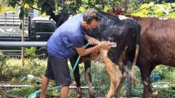 Salon Sapi di Boyolali Ramai Didatangi Pedagang Jelang Idul Adha