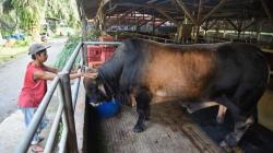 Gagahnya Si Mosin, Sapi Kurban Presiden Jokowi di Sumut yang Punya Perawatan Khusus
