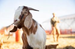 5 Kambing Termahal di Dunia, Nomor 1 dari Pakistan Capai Puluhan Juta
