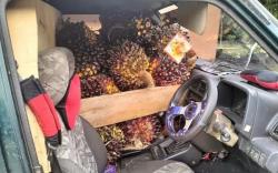 Curi Sawit Pakai Vitara, 4 Warga di Muara Enim Ditangkap Polisi<