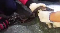 Nyaris Mangsa Ternak Warga, Ular Piton 4 Meter Diamankan Petugas Damkar<