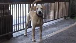 Cara Menghilangkan Najis Anjing, Umat Muslim Harus Simak!