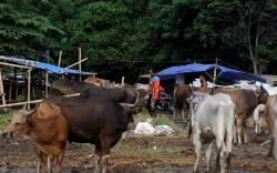 Masyarakat Diminta Sembelih Hewan Kurban di RPH, Mendag: Enggak Boleh Sembarangan<
