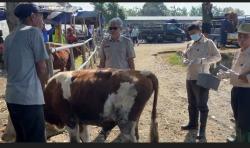Razia Kesehatan Hewan Kurban, Petugas Temukan 5 Sapi di Banjarnegara Terpapar LSD