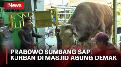 Prabowo Subianto Sumbang Sapi Kurban Seberat 1,1 Ton di Masjid Agung Demak <