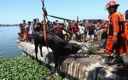 Sapi Kurban Kabur dan Tercebur ke Bozem Morokrembangan, Evakuasi hingga 2 Jam