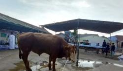 Sambut Idul Adha, Ini Tips Jitu Pilih Hewan Kurban dari Pakar Peternakan UGM<