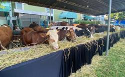 Yayasan Pesantren Islam Al Azhar Kurban Kamis Besok, Potong 81 Sapi dan 735 Kambing