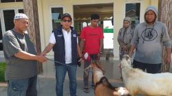 Sambut Idul Adha, DPW Partai Perindo Sulteng Serahkan Hewan Kurban ke Masjid Al Aslam<