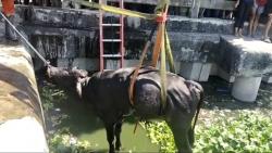 Lepas dari Ikatan, Sapi Kurban Nyebur ke Bozem Morokrembangan Surabaya