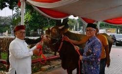 Wapres Ma’ruf Amin Kurban Sapi Limosin 1.154 Kg di Masjid Istiqlal, Ini Penampakannya<