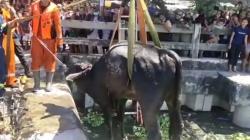 Heboh Evakuasi Sapi Terjun ke Waduk Bozem Morokrembangan, Gunakan Alat Berat Crane Damkar