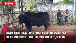 Butuh Puluhan Orang Sembelih Black Bos, Sapi Kurban Jokowi di Gunungkidul